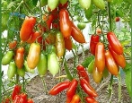 Tomaten-Flashen