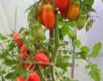 Tomaten französischer Bund