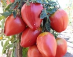 Tomato Freken Bock