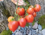 Tomaten-Hybrid Tarasenko 2