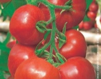 Tomaten Han