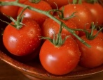 Štětec na rajčata