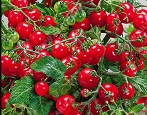 Tomaten-Cranberry in Zucker