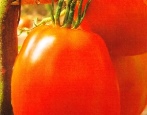 Tomatenglocke