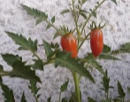Tomatenzimmer Überraschung