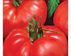 Tomatenkönig groß
