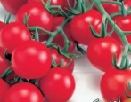 Tomaten roter Bund