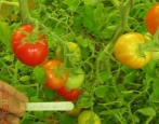 Tomatenroter Pfeil