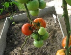 Tomaten Krasnobay
