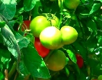 Tomaten Kurtisane