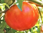 Tomaten-Koum