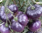 Tomaten-Azur-Riese