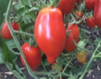 Tomatenlegende Tarasenko