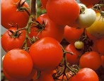 Tomatensommergarten