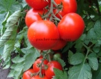 Tomatenliebe