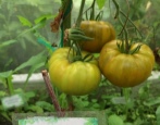 Tomaten Malachit Box