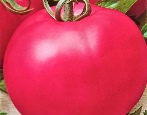Tomaten Malinka