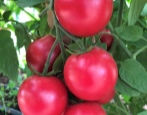 Tomaten-Himbeer-Tiller