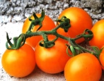 Tomaten-Mandarin