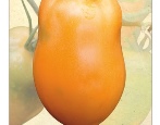 Tomaten-Mango-Django