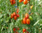 Tomate Marusya