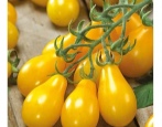 Tomaten-Honig-Tropfen