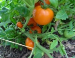 Tomaten-Honig-Tau