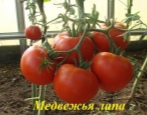 Tomate Bärentatze