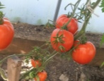 Tomaten Minusinskie Bullen