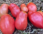 Tomato Minusinskiy sklenice
