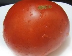 Tomate Minusinsk Riese