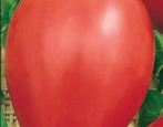 Tomaten-Teddybär