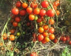 Tomate Mährisches Wunder