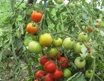 Tomate Morozko
