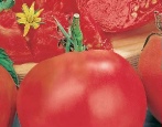 Tomatenfleisch zuckerhaltig