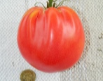 Tomate Deutsche Rote Erdbeere