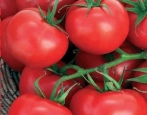 Tomaten Nepas (Nonsynk)