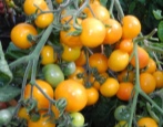 Tomate Nischni Nowgorod kudyablik