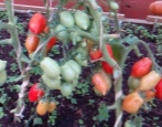 Tomate Neu aus Transnistrien