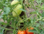 Zauberer im Tomatengarten