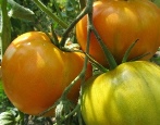 Tomaten-Orangen-Wunder