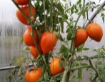 Tomaten-Orangen-Herz
