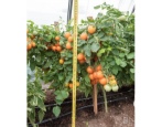 Tomaten-Orangen-Pflüger