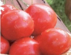 Tomaten Otradny
