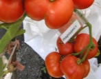 Tomatenparodist