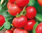 Tomatenstumpf