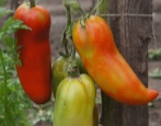 Tomaten-Pfeffer-Riese