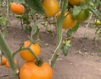 Tomaten Pfirsich