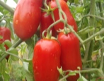 Tomaten Petrusha Gärtner
