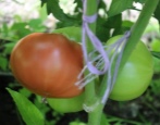 Tomatenrosa Paradies